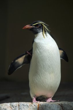 Vahşi Kuzey rockhopper penguen