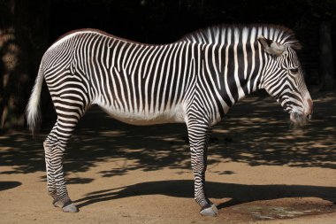 Wild Grevy's zebra clipart