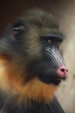 Vahşi Mandrill'di yakın çekim