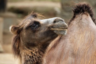 Aile içi Bactrian deve