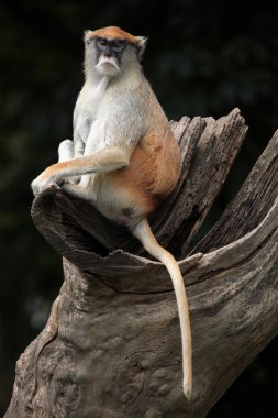 Wild Patas monkey clipart