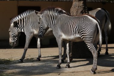 Vahşi Grevy'nın zebra