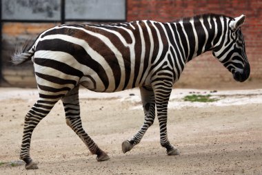 Wild Maneless zebra clipart