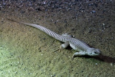 Vahşi çöl Iguana