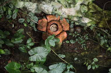 Rafflesia  flower with rotting smell clipart