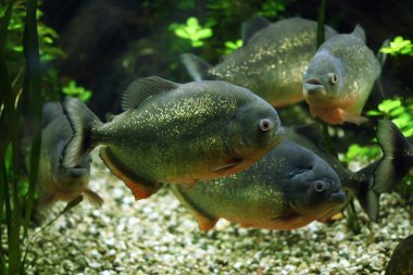 Vahşi kırmızı karınlı piranha