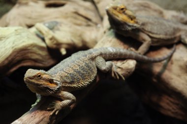 Vahşi orta ejderha sakallı