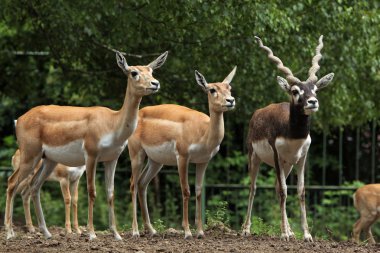Vahşi Kızılderili blackbucks
