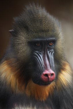 Vahşi Mandrill'di yakın çekim
