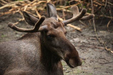 Vahşi Moose elk