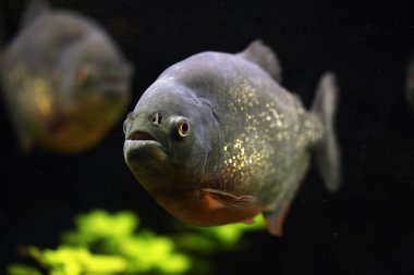 Vahşi kırmızı karınlı piranha (Pygocentrus nattereri)