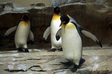 Wild King penguin clipart