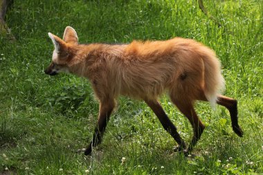 Alandaki yeleli kurt