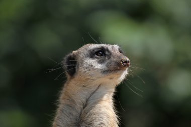 Vahşi çöl faresi suricate.