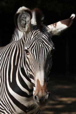 Vahşi Grevy'nın zebra