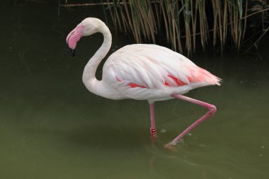 Vahşi büyük Flamingo