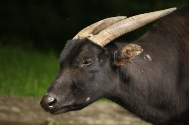 Vahşi ova anoa