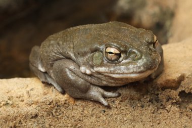 Wild Colorado river toad clipart