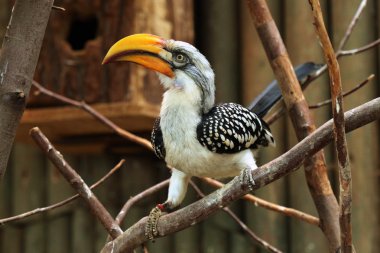 Wild Eastern yellow-billed hornbill clipart