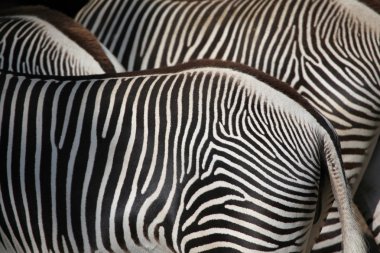Vahşi Grevy'nın zebra