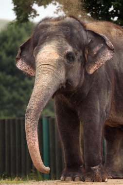vahşi Hint fili (Elephas maximus indicus).