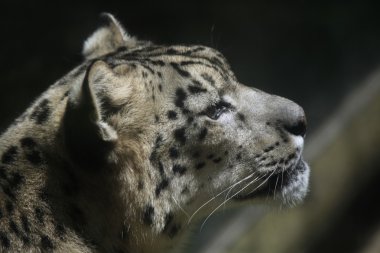 Vahşi kar leoparı