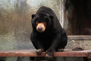 Malayan sun bear clipart