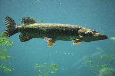Wild Northern pike clipart