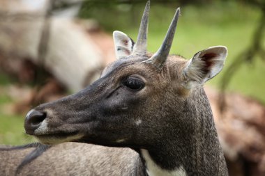 Çimenlerin üzerinde vahşi Nilgai
