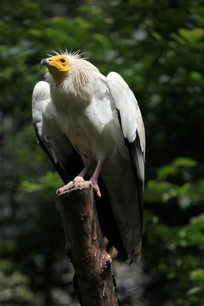 Wild Egyptian vulture — Stock Photo, Image