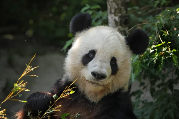 Giant panda eating bamboo — Stock Photo, Image