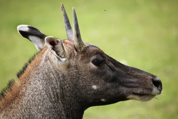 Nilgai sauvage sur l'herbe — Photo