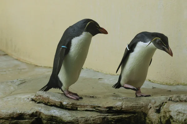 Wild Northern rockhopper penguins — Stock Photo, Image