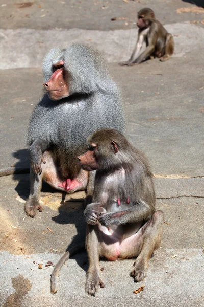 Wild Hamadryas baboon — Stock Photo, Image