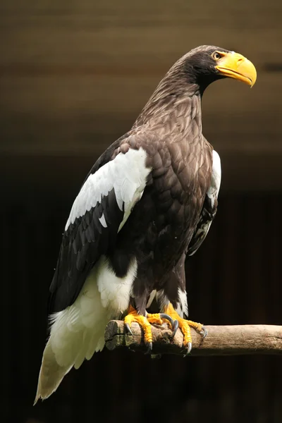 Wild Steller's sea eagle — Stock Photo, Image