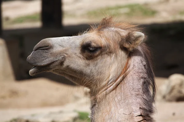 Domestic Bactrian camel — Stock Photo, Image