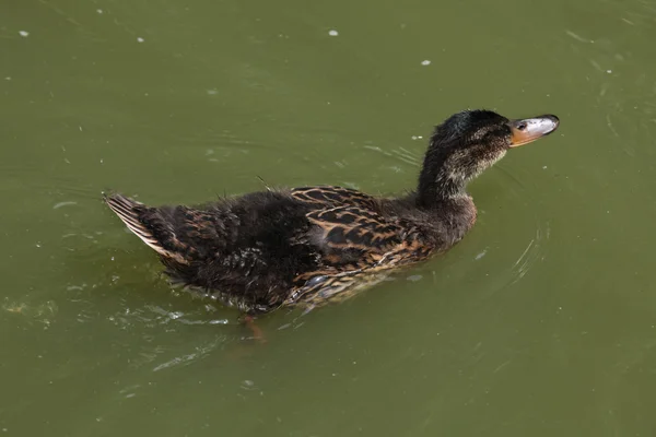 Pato selvagem mallard . — Fotografia de Stock