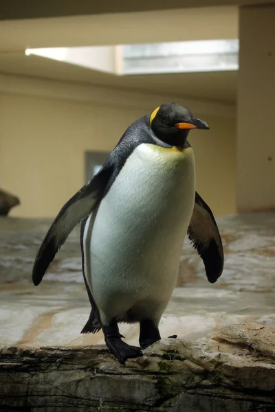 Wild King penguin — Stock Photo, Image