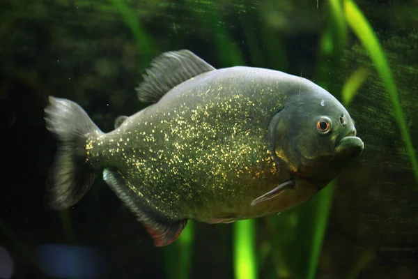 Piranha-de-barriga-vermelha selvagem — Fotografia de Stock