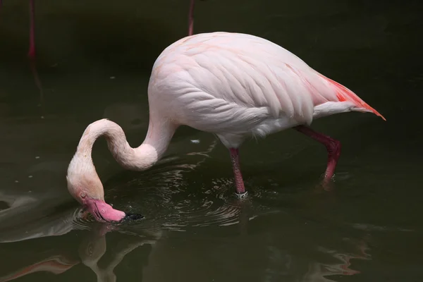 Wilder Flamingo — Stockfoto