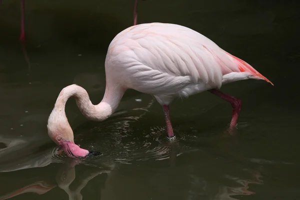 Wilde meer Flamingo — Stockfoto