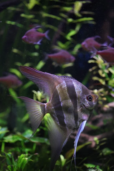 Peixe-anjo profundo selvagem — Fotografia de Stock