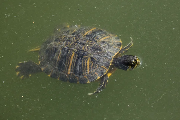 Red-eared slider — Stock Photo, Image