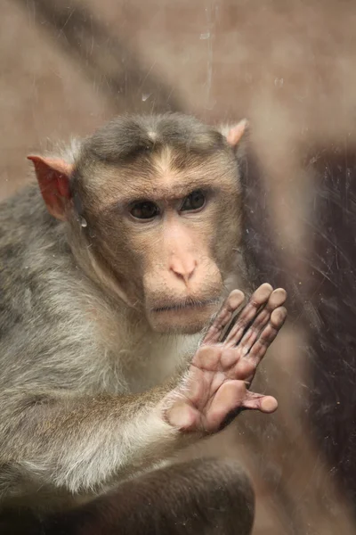 Wild Bonnet macaque — Stock Photo, Image