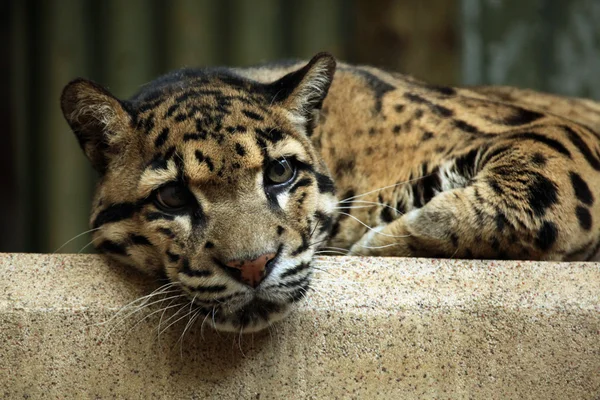 Leopardo-de-nuvens-selvagens — Fotografia de Stock