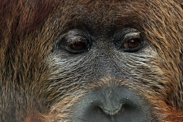 Divoký Orangutan kříž hybridní — Stock fotografie