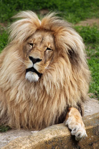 Lion Katanga sauvage — Photo