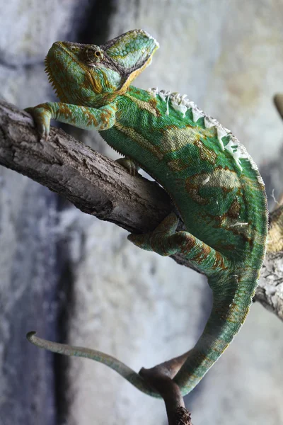Divoké chameleon jemenský — Stock fotografie