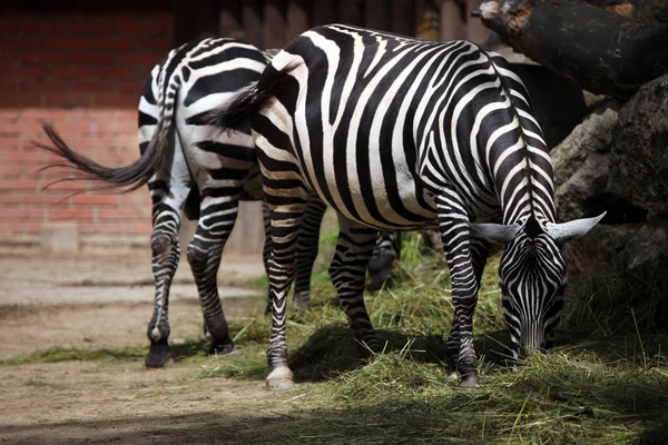 Wildmännliches Zebra — Stockfoto