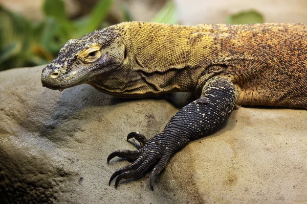 Vahşi Komodo dragon — Stok fotoğraf